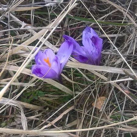 Zlatair Chalets Lodge